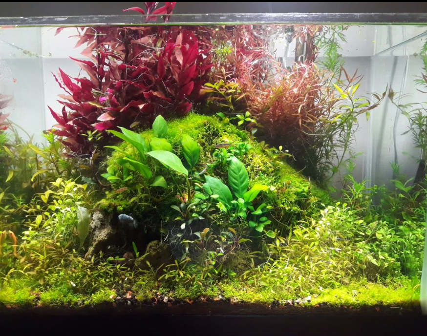 Recovered StellarAqua aquascape with aquatic plants and fish
