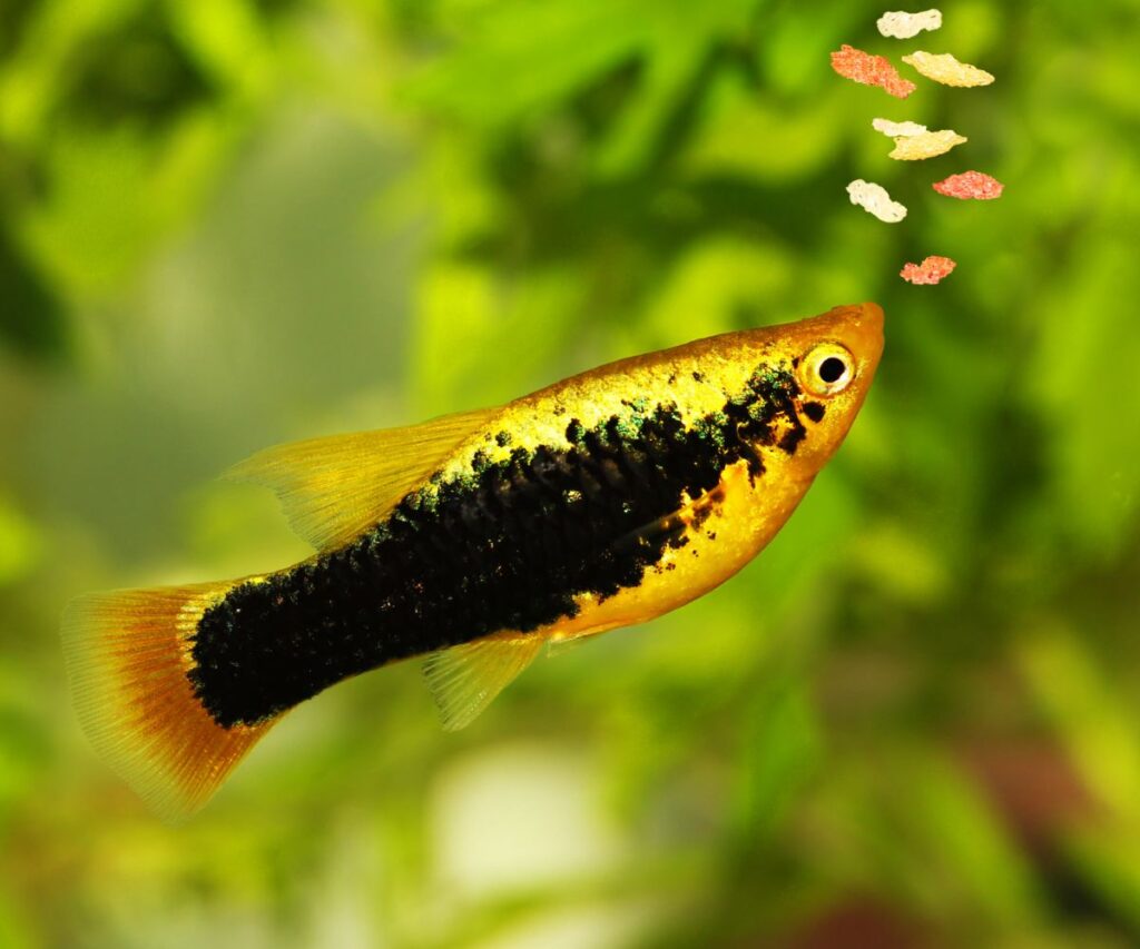 Recovered aquarium gallery image